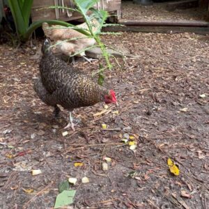 can chickens eat pear seeds
