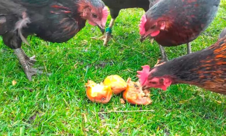 can chickens eat pear seeds