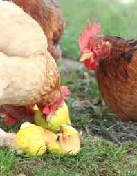 can chickens eat pear seeds
